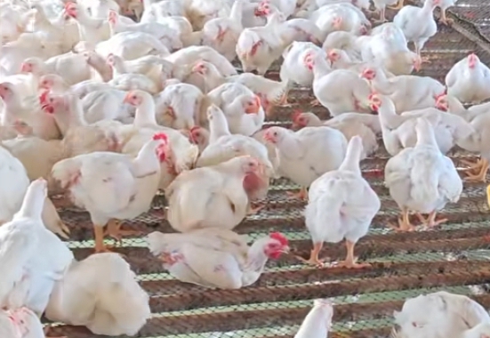 Good quality chicken
